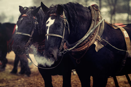 Two horses with ornate harness in close-up view