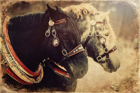 Two horses with ornate harness in close-up view, old photo effect