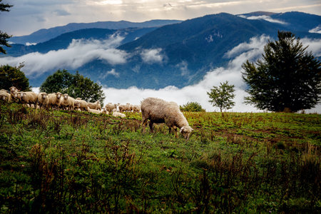 Flock of sheep on beautiful mountain meadowの写真素材