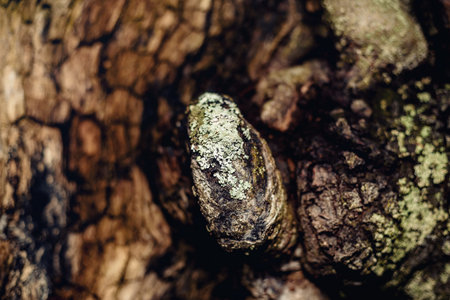 Old tree bark, beech trunk