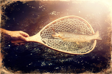 Male brook trout in a landing net, old photo effect
