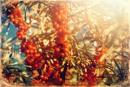 Ripe berries of sea-buckthorn berries, old photo effectの写真素材