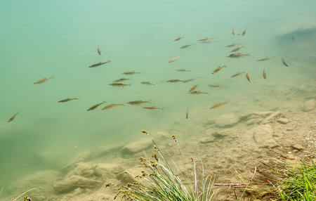 shoal of fish in the lake