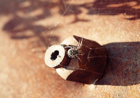 spider on a cobweb. spider on rusty metal.の写真素材