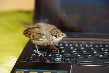 small bird sitting on a black laptop computer