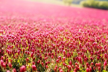 Beautiful flowering meadow at sunset, Red flowers meadow.の写真素材