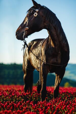 Black horse in beautiful meadow. Red flowers meadow.の写真素材