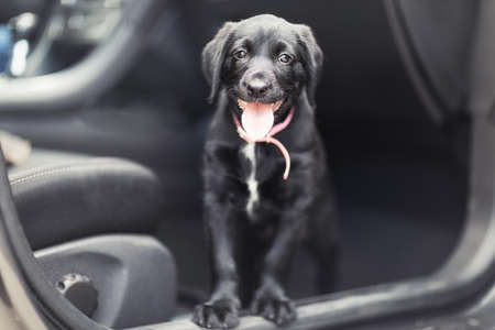 black cute doog in car.の写真素材