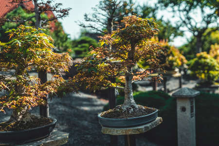 beautiful old bonsai in outdor.の写真素材