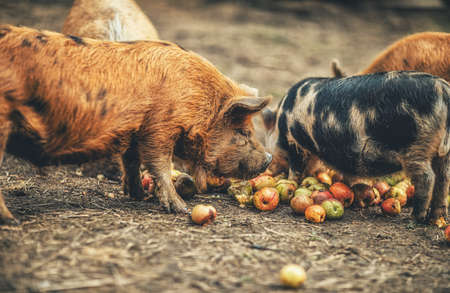 New Zealand piglets eat apples.の写真素材