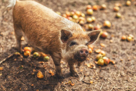 New Zealand piglets eat apples.の写真素材