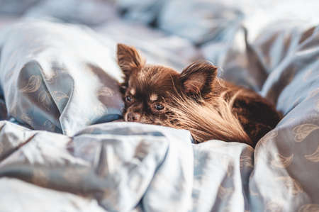 dog on the bed, chihuahua.の写真素材
