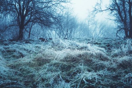magic frozen landscape in fog.の写真素材