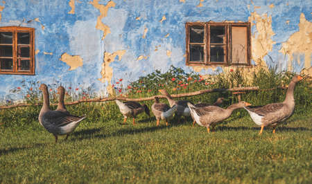 Flock of gray geese on a farm.の写真素材