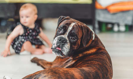 bulldog with children in background.の写真素材