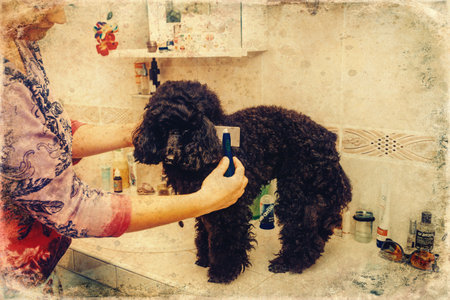 black poodle in the bathroom.の写真素材