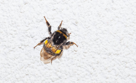 beautiful bumblebee on white wall.