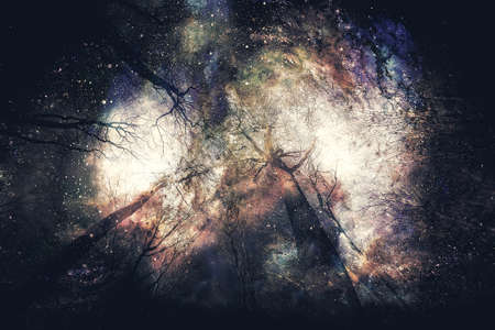 forest scenery, beech trees after a frost in cosmic space.の写真素材