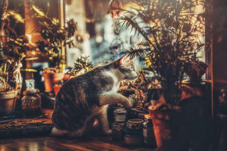 cat on the table in a beautiful rustic kitchen,の写真素材
