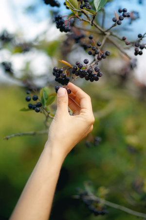 Woman hand and rowan. Chokeberry berries. Black Rowan.の写真素材