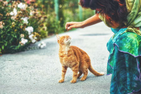 Beautiful orange cat in nature.の写真素材