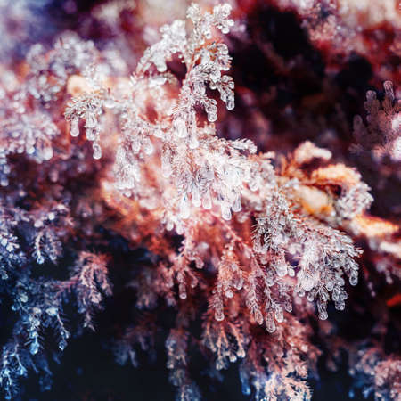 Plant covered in frozen rain. Winter landscape.の写真素材