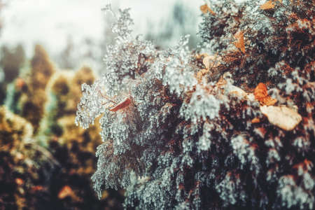 Plant covered in frozen rain. Winter landscape.の写真素材