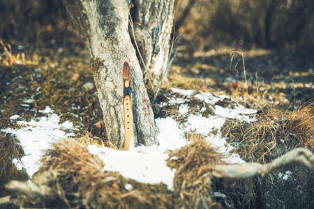 Shaman flute in forest on tree. Winter landscape.の写真素材
