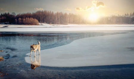 Czechoslovakian wolfdog in beautiful winter nature. wolfhound.の写真素材