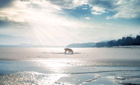 Czechoslovakian wolfdog in beautiful winter nature. wolfhound.の写真素材