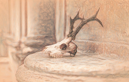 skull of a young deer on the altar.