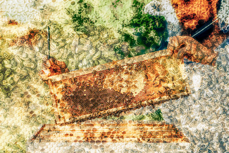 Beekeeper manipulating with honeycomb full of golden honey.の写真素材
