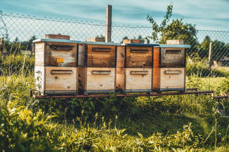 Woden hives of bees in the apiary.の写真素材