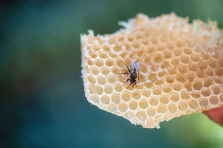 Bee honeycombs with honey and bees. Apiculture.の写真素材