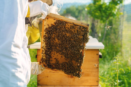 Beekeeper manipulating with honeycomb full of golden honey.
