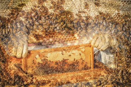 Beekeeper manipulating with honeycomb full of golden honey.