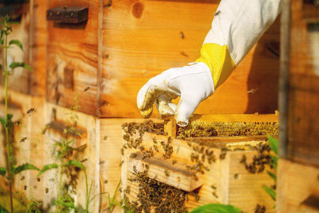Beekeeper manipulating with honeycomb full of golden honey.