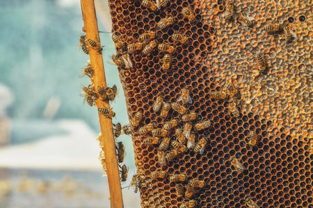 Bee honeycombs with honey and bees. Apiculture.の写真素材