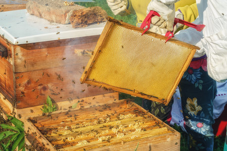 Beekeeper manipulating with honeycomb full of golden honey.