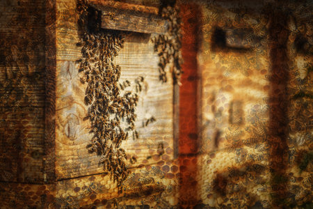 Woden hives of bees in the apiary.