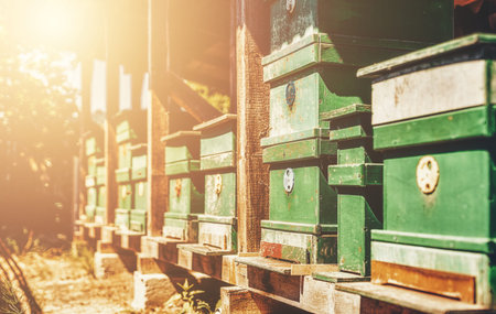 Woden hives of bees in the apiary.の写真素材