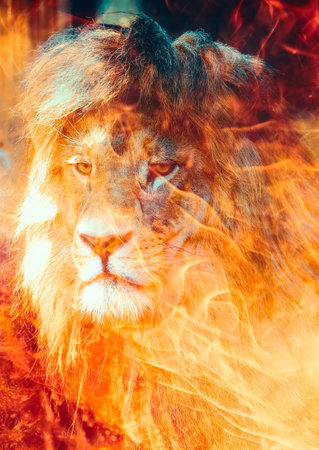 Lioin face in flame. Fire background.の写真素材