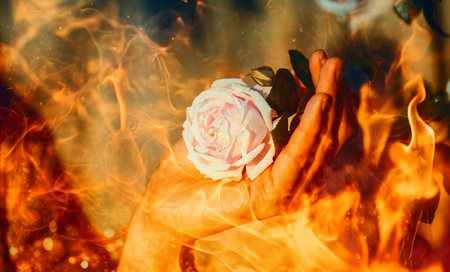 romantinc pink rose in woman hand, Fire effect.の写真素材