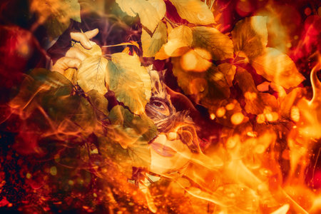 Young woman with a colorful feather face mask. Fire effect.の写真素材