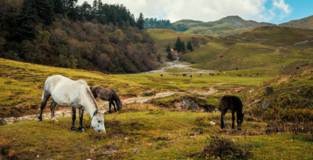 Herd of horses grazing in alpine meadows.の写真素材