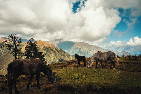 Herd of horses grazing in alpine meadows.の写真素材
