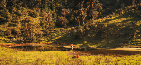 A herd of goats graze on a mountain meadow by a lake.の写真素材