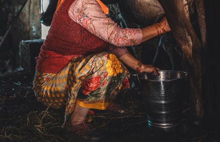 A woman is kneeling down to milk a cow in a traditional manner, dressed in a sari, in the spirit of tradition.の写真素材