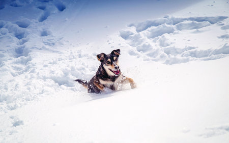 Dog in mountain winter landscape.の写真素材