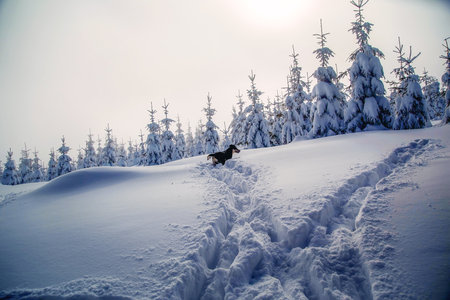 Dog in mountain winter landscape and snow covered trees.の写真素材